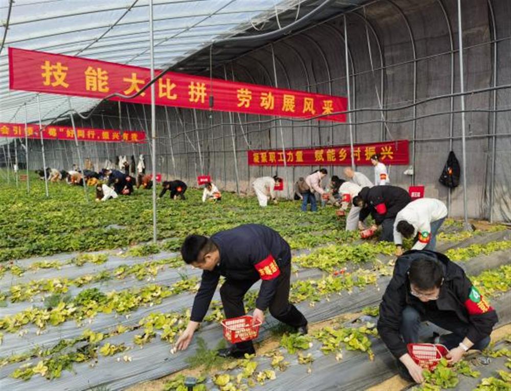 采摘竞技展风采！恒盛注册参加工会助力乡村振兴“十大行动”工友创业园劳动竞赛